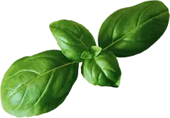 Alabama Chicken & Burger